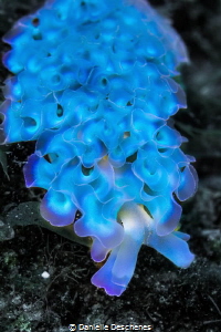 blue lettuce slug by Danielle Deschenes 